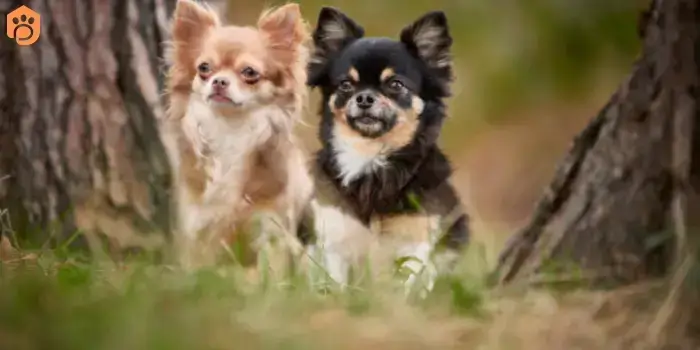 chihuahuas-dog-breed-type