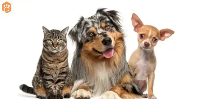 chihuahuas-dog-breed-with-other-pets