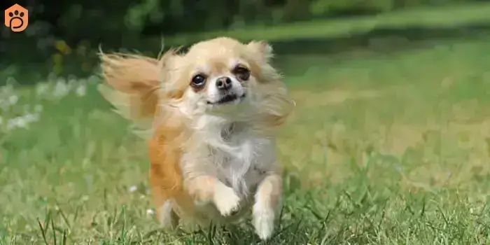 chihuahuas-dog-training