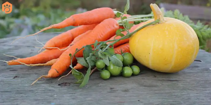 dogs-eat-saukerkot-carrot-green-beans