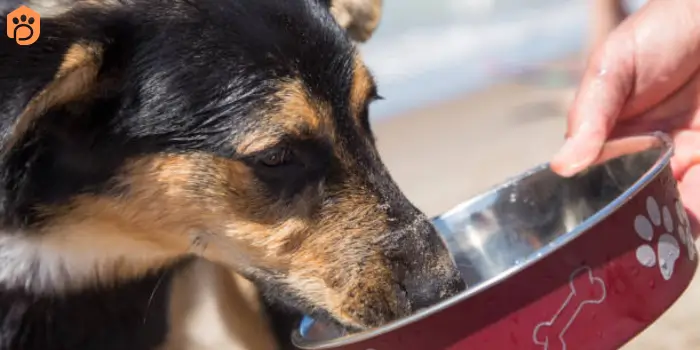 dogs-eat-saukerkot-feeding