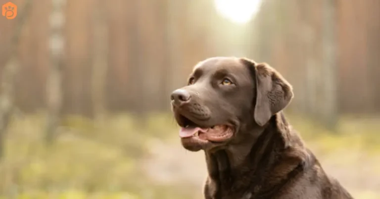 labrador-retriever