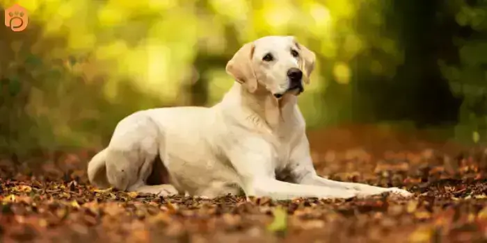 labrador-retriever-breed-info