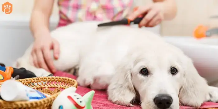 labrador-retriever-brushing