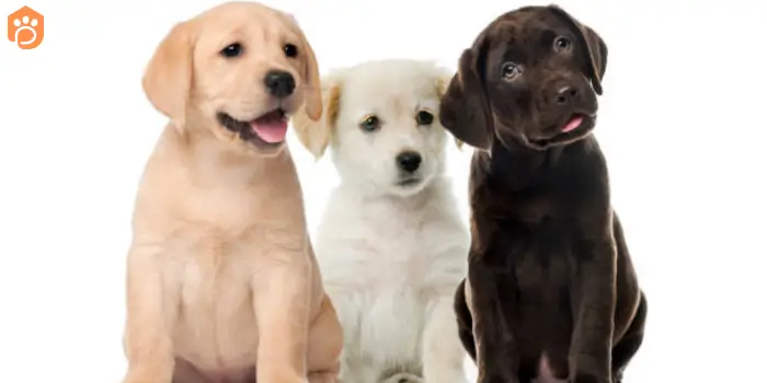 labrador-retriever-color