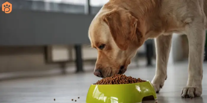 labrador-retriever-diet