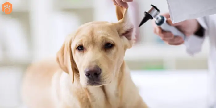 labrador-retriever-ear-infection