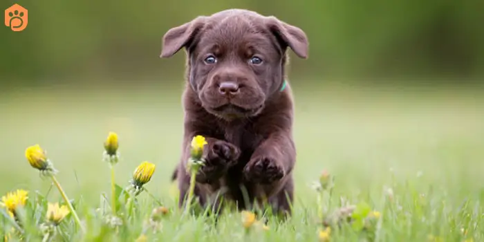 labrador-retriever-energetic-playful