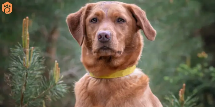 labrador-retriever-fox-red