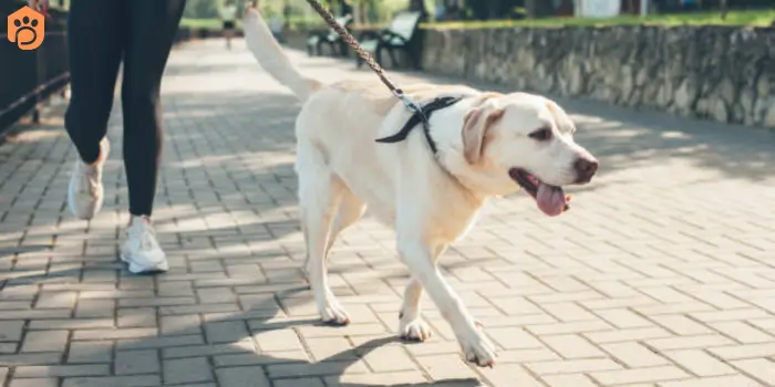 labrador-retriever-leash-training