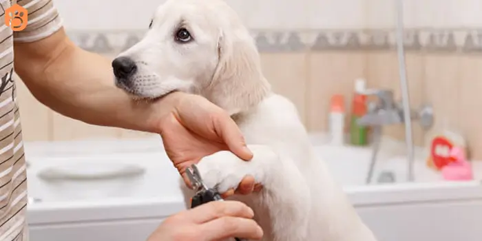 labrador-retriever-nail-trimming