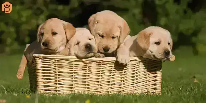 labrador-retriever-puppies