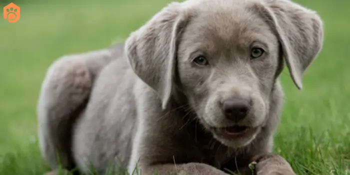 labrador-retriever-sliver