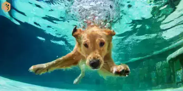 labrador-retriever-swimming