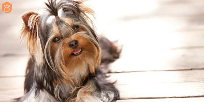 yorkshire terriers color coat