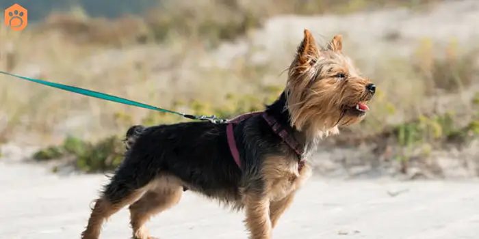 yorkshire terriers barking