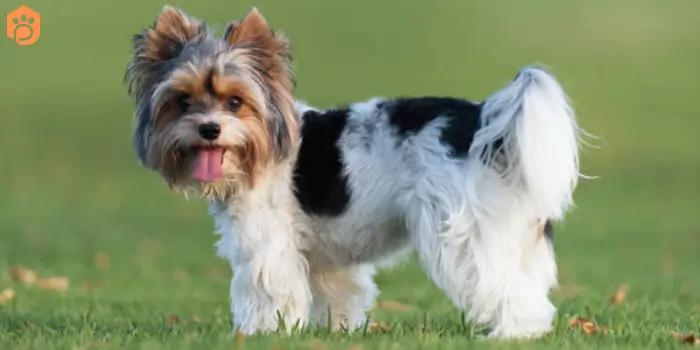 yorkshire terriers biewer