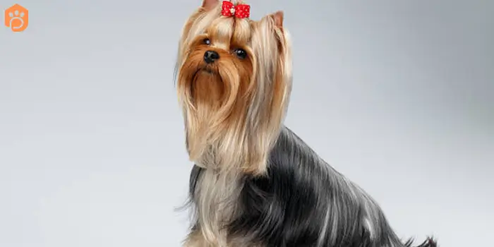 yorkshire terriers big