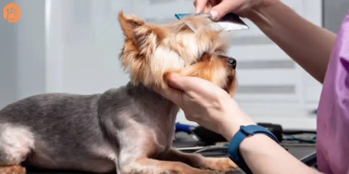 yorkshire terriers brushing