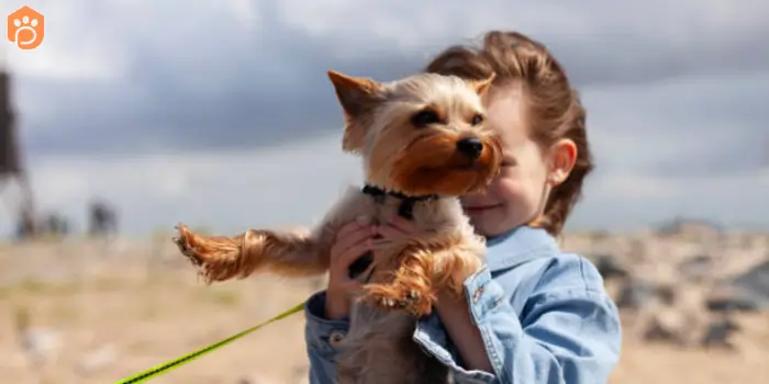 yorkshire terriers child