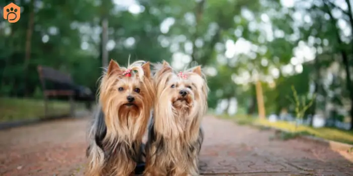 yorkshire terriers color coat