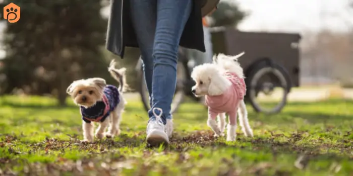 yorkshire terriers daily walk