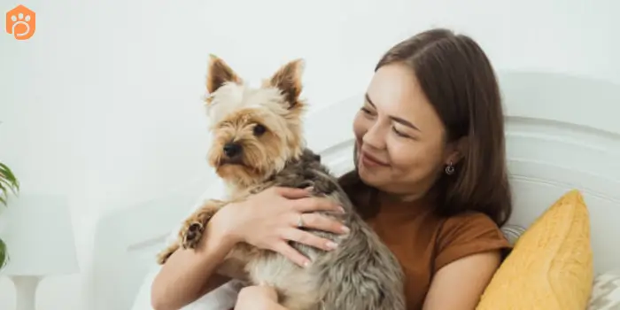 yorkshire terriers family dog