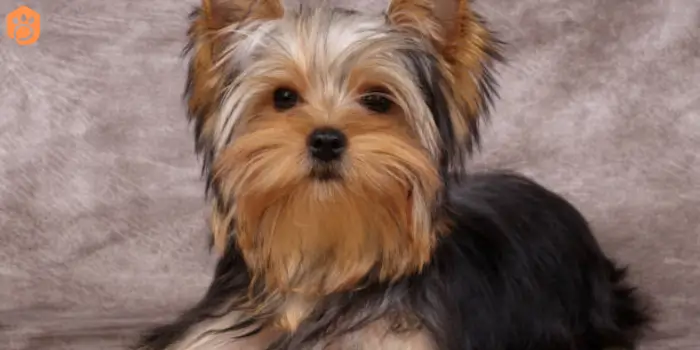 yorkshire terriers golddust