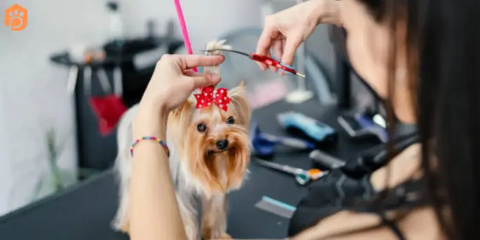 yorkshire terriers hair cut