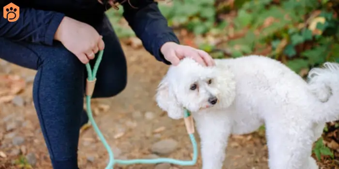 yorkshire terriers leash training