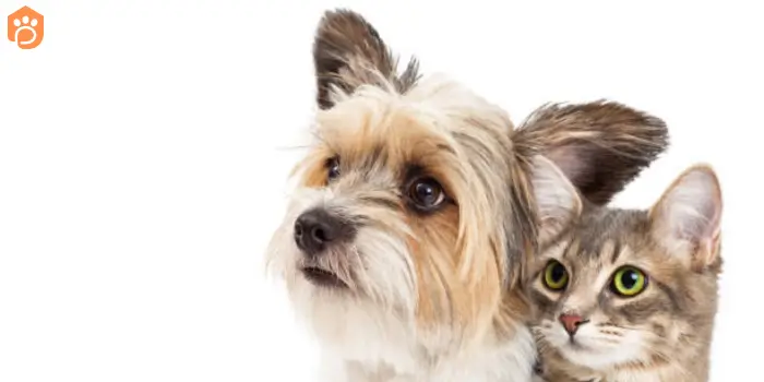 yorkshire terriers other pets