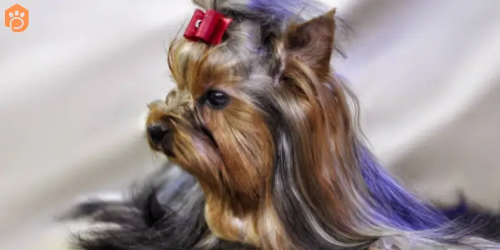 yorkshire terriers parti