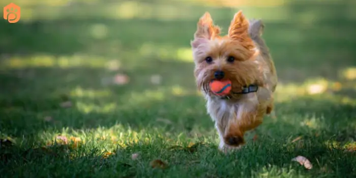 yorkshire terriers playfulness