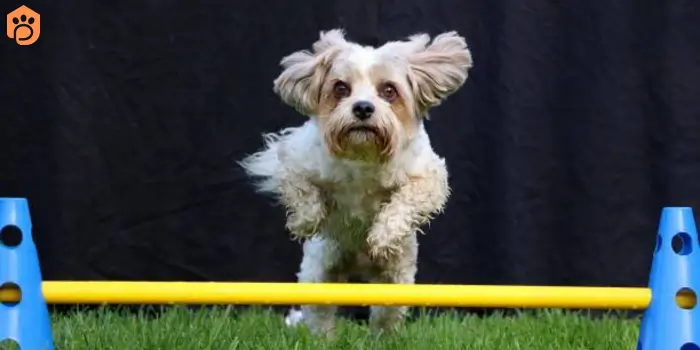 yorkshire terriers training