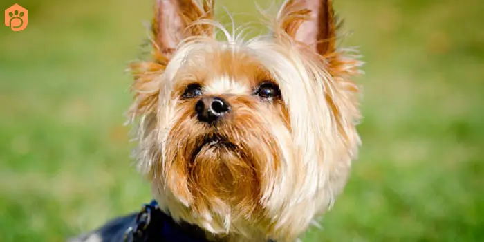 yorkshire terriers