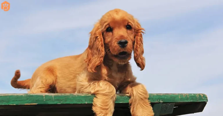 English Cocker Spaniel