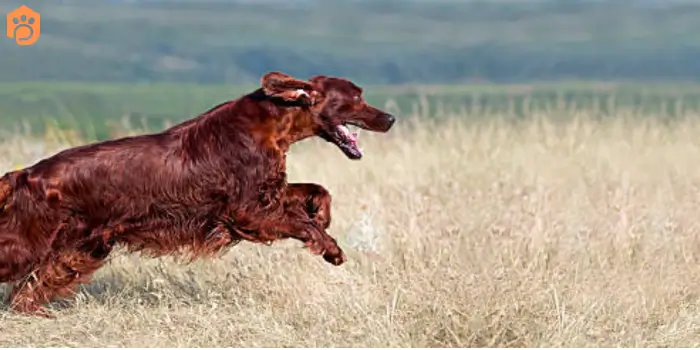 English Cocker Spaniel Athletes