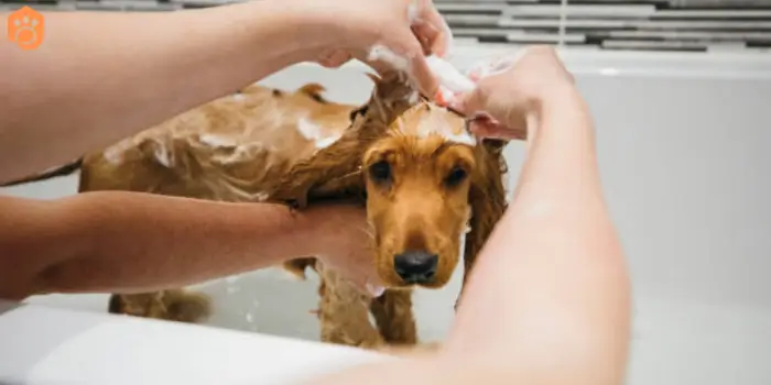 English Cocker Spaniel Bathing