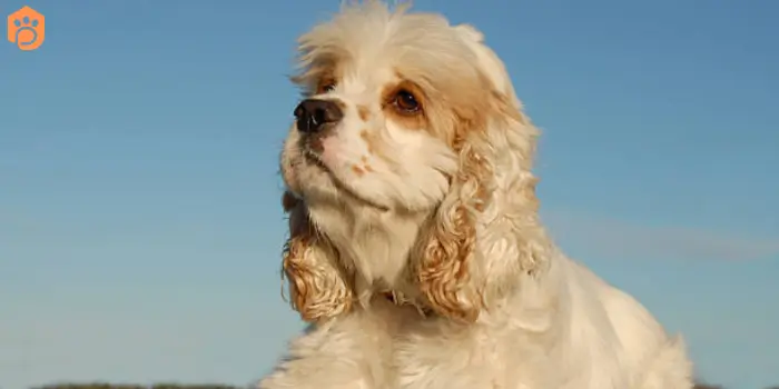 English Cocker Spaniel Breed