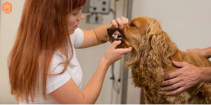 English Cocker Spaniel Dental Health