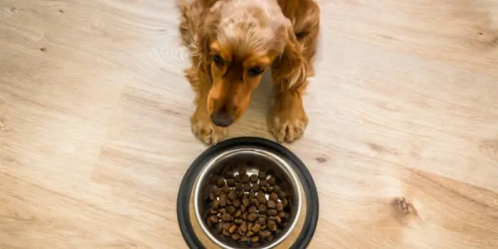 English Cocker Spaniel Dog Food