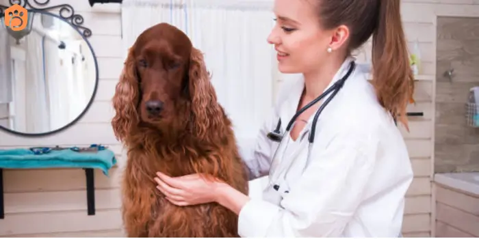 English Cocker Spaniel Health Checkup