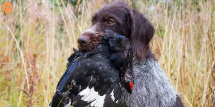 English Cocker Spaniel Hunting