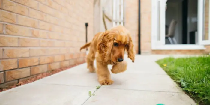 English Cocker Spaniel Play