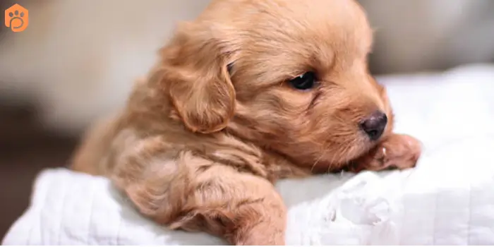 English Cocker Spaniel Puppies