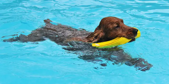 English Cocker Spaniel Swimming