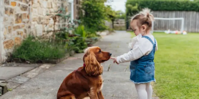 English Cocker Spaniel With Children