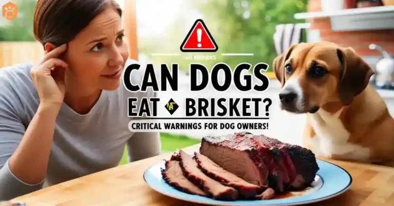 Can Dogs Eat Brisket