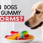 can dogs eat sour gummy worms