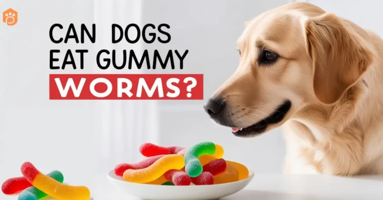 can dogs eat sour gummy worms